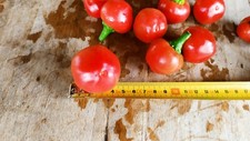 Peperoncino tondo calabrese usato  San Giuliano Terme