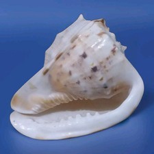 Helmschnecke cassis cornuta gebraucht kaufen  Kell