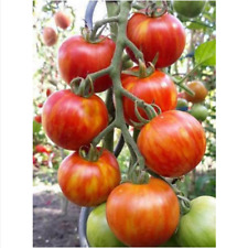 Pomodoro melone tigre usato Pomodoro melone tigre usato  Trappeto