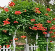 Orange trumpet vine for sale  Eubank