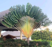 Live plant 3ft for sale  Palm Beach Gardens