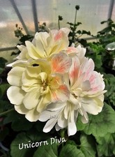 Pelargonie geranie zonartic gebraucht kaufen  Naila