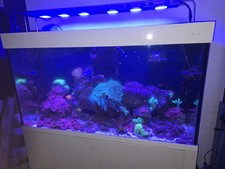 Marine fish tank for sale  NEWCASTLE UPON TYNE