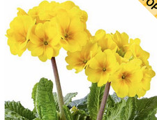 Polyanthus gold hardy for sale  BELLSHILL
