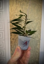 ficus pflanze gebraucht kaufen ficus pflanze gebraucht kaufen Kassel