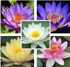 Water lily bonsai for sale  FRESHWATER
