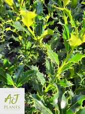 Ilex aquifolium alaska for sale  HEREFORD