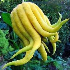 Buddha's Hand Lemon - Citrus Medica Sarcodactylus 10 sementes frescas + PRESENTE comprar usado  Enviando para Brazil