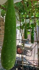 Kodu seed zucca for sale  UK