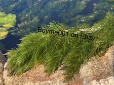 Aquarium plants hornwort d'occasion  Expédié en Belgium
