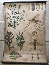 Gráfico escolar vintage original de mosca da fruta de Lucerna comprar usado  Enviando para Brazil