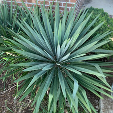 Yucca filimentosa excalibur for sale  Redmond
