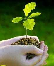 English oak plant for sale  NORTHWICH