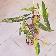 Philodendron billietiae varieg gebraucht kaufen  Köln