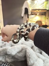 California king snake for sale  Wheaton