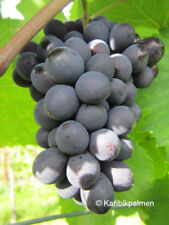 Vitis cabernet sauvignon gebraucht kaufen  Wuppertal