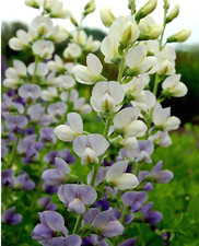 Baptisia lunar eclipse for sale  Malvern