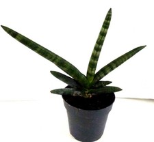 Sansevieria bogenhanf grünpfl gebraucht kaufen  Gronau