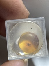 plastic insects for sale plastic insects for sale HAWICK