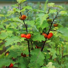 Ornamental eggplant pumpkin for sale  Chicopee