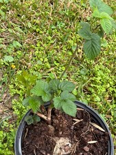 Live blackberry bush for sale  Panama City