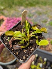 Dionaea patch d'occasion  Cormeilles-en-Vexin