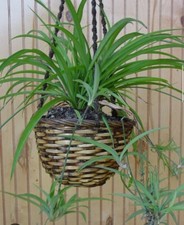 Chlorophytum comosum green for sale  Lakehead