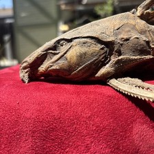 Turushuki catfish real for sale  Los Angeles