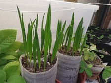 Medjool date palm for sale  EDGWARE