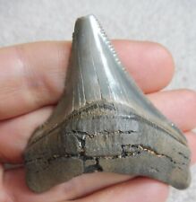 Pequeño Megalodon Posterior Diente (Dentada) - 6.6cm (6.64 CM) comprar usado  Enviando para Brazil