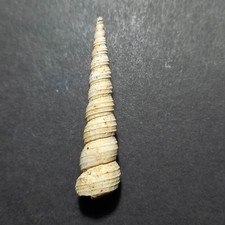 turritella fossile usato turritella fossile usato Italia