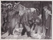 Horseshoer farrier work for sale  USA