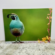 Quail bird wall for sale  Troutville