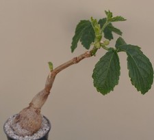 cyphostemma for sale cyphostemma for sale WALTON ON THE NAZE