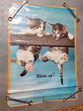 Vintage 1970 kitten for sale  Columbus