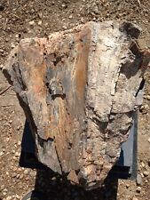 Large colorado petrified for sale  Las Animas