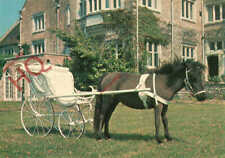 Postcard thetford falabella for sale  NEWCASTLE UPON TYNE