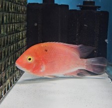 Super red monkey for sale  Chippewa Falls