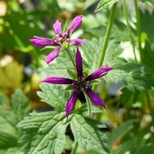 Geranium psilostemon catherine for sale  BELPER
