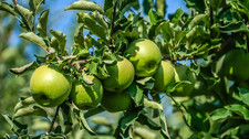 Granny smith apple for sale  Saint Louis