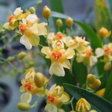 Oncidium gold dust for sale  SANDBACH