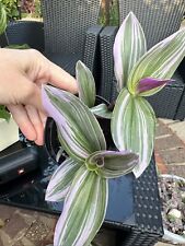 Tradescantia nanouk establishe for sale  LUTON