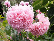 Rarität gefüllter rosa gebraucht kaufen  Öhringen