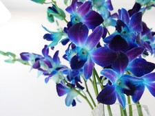 Dendrobium dyed blue for sale  Vancouver
