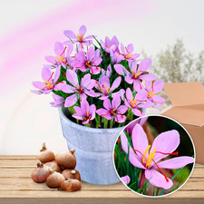 Bulbi zafferano crocus usato  Roma