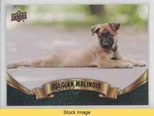 belgian malinois puppie for sale belgian malinois puppie for sale Auburn