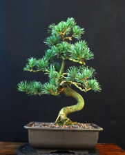 Bonsai girl pine for sale  Shipping to Ireland