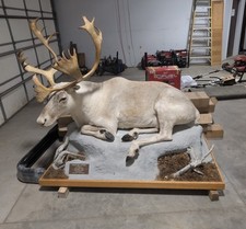 Life size caribou for sale  Saint Cloud