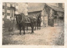 Old photograph circa d'occasion  Expédié en Belgium
