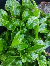 Brazilian spinach cuttings for sale  Polk City
